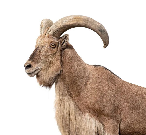 Portre Bir Berberi Koyunun Vesikalık Fotoğrafı Ammotragus Lervia Beyaz Üzerine — Stok fotoğraf