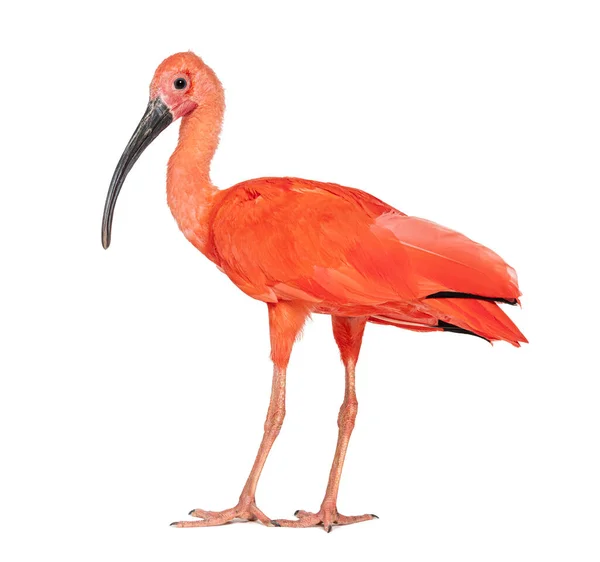 Side View Scarlet Ibis Looking Camera Eudocimus Ruber Isolated White — Stok fotoğraf