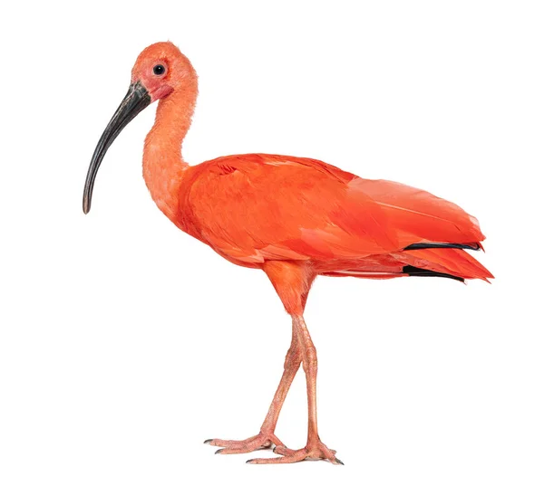 Side View Scarlet Ibis Looking Camera Eudocimus Ruber Isolated White — Foto de Stock