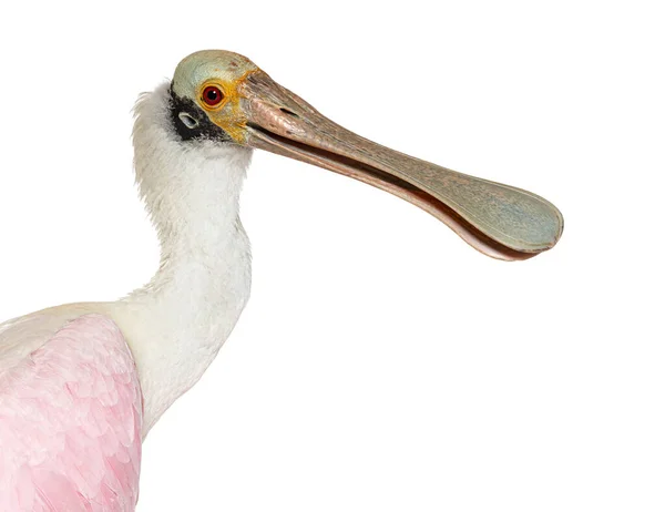 Bir Roseate Spoonbill Gagasına Yakın Plan Platalea Aja Beyaz Üzerine — Stok fotoğraf