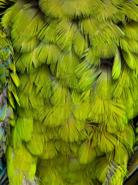 Macro on a furious Great green macaw green feathers, Ara ambiguus, Isolated on white