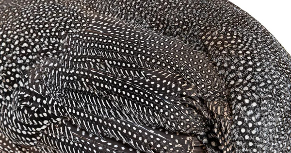 Zbliżenie Czarno Białe Plamiste Pióra Perliczek Numida Meleagris Izolowane Białym — Zdjęcie stockowe