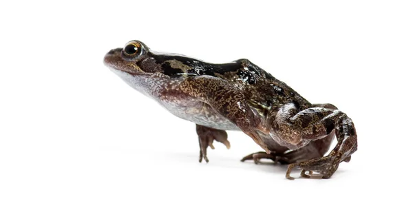Side View European Common Frog Jumping Rana Temporaria Isolated White — Stock Photo, Image