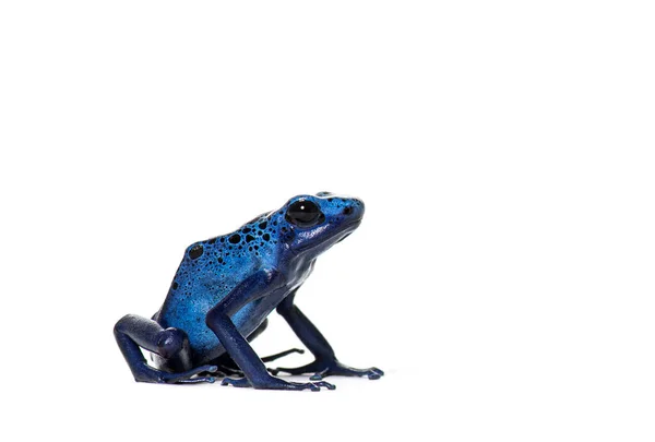 Mavi Zehirli Kurbağası Dendrobates Tinctorius Azureus Beyaz Üzerine Izole Edilmiş — Stok fotoğraf