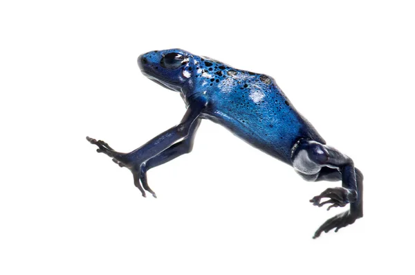 Blue Poison Dart Frog Jumping Dendrobates Tinctorius Azureus Isolated White — 图库照片