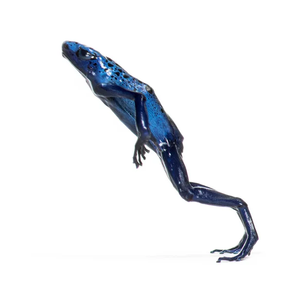 Blue Poison Dart Frog Jumping Dendrobates Tinctorius Azureus Isolated White — Stok fotoğraf