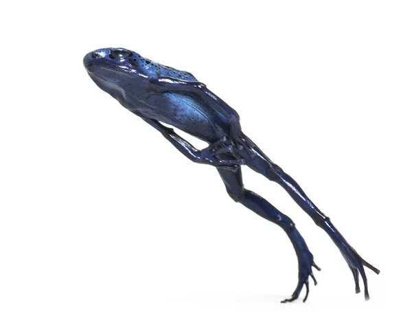 Blue Poison Dart Frog Jumping Dendrobates Tinctorius Azureus Isolated White — Stock Photo, Image