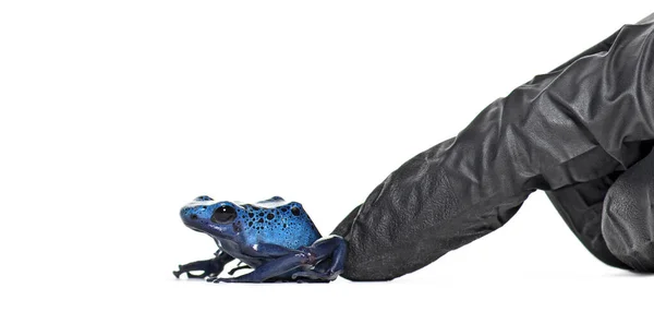 Finger Person Glove Pushing Blue Poison Dart Frog Dendrobates Tinctorius — Stock Photo, Image
