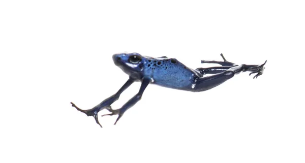 Blue Poison Dart Frog Jumping Dendrobates Tinctorius Azureus Isolated White — Stok fotoğraf