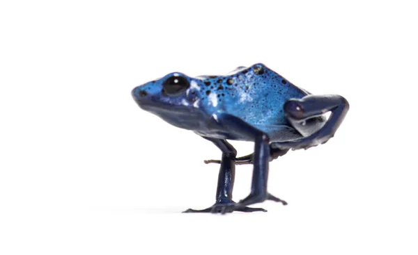 Blue Poison Dart Frog Jumping Dendrobates Tinctorius Azureus Isolated White — Stock Photo, Image