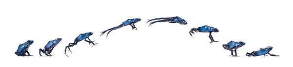 Blue Poison Dart Frog Jumping Animation Sequence Dendrobates Tinctorius Azureus — ストック写真