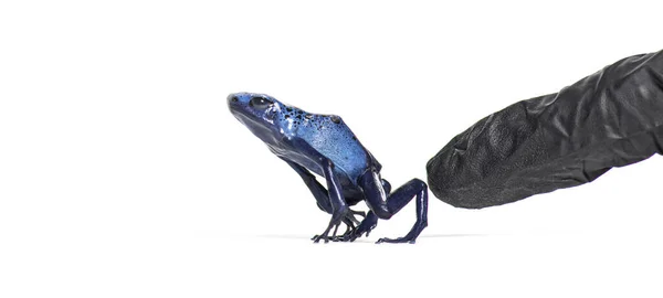 Finger Person Glove Pushing Blue Poison Dart Frog Dendrobates Tinctorius — Foto de Stock