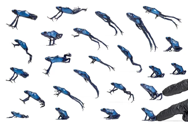 Arrangement Many Photo Blue Poison Dart Frog Jumping Dendrobates Tinctorius — Foto de Stock