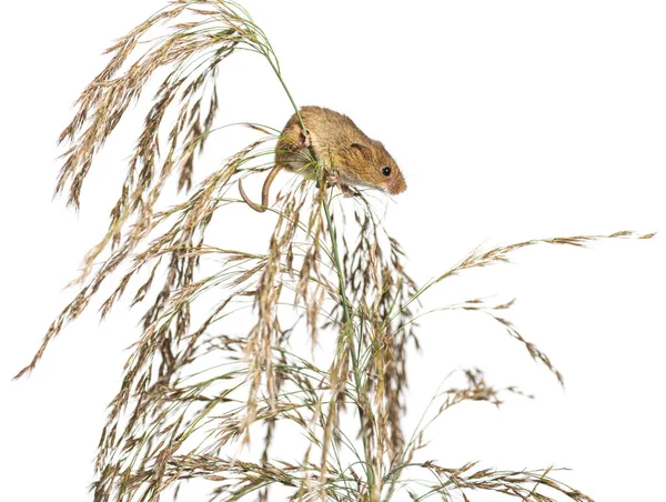 Harvest Mouse Micromys Minutus Climbing Holding Balancing High Grass Isolated — Stock Photo, Image
