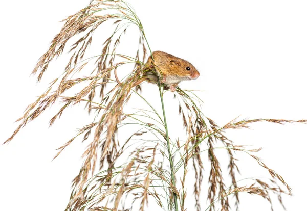 Harvest Mouse Micromys Minutus Climbing Holding Balancing High Grass Isolated — Stock Photo, Image