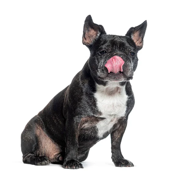 Greedy Old French Bulldog Licking Its Lips Waiting Eat Isolated — Stock Photo, Image