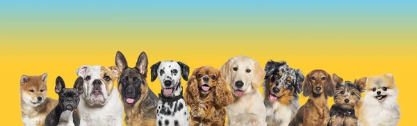 Row Different Size Breed Dogs Yellow Blue Gradient Horizontal Social — Stock Photo, Image
