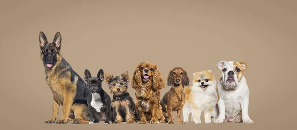 Group Dogs Different Sizes Breeds Looking Camera Some Cute Panting — Stockfoto
