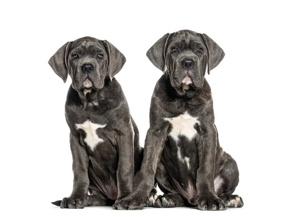 Cane Corso Puppies Dog Twelve Weeks Old Sitting Together Isolated — Stock Photo, Image