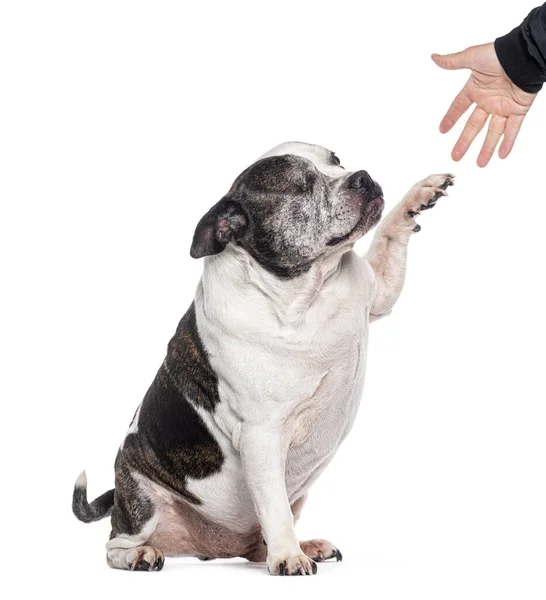 One Eyed Blind Old Mixed Breed Dog French Bulldog Have — Stock Photo, Image