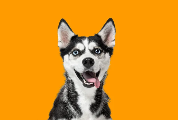 Portrait Blue Eyed Husky Dog Looking Panting Mouth Open Orange — Stock Photo, Image