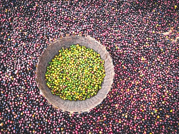 Ethiopian Red Green Coffee Cherries Lying Dry Sun Process Natural — Stock Photo, Image