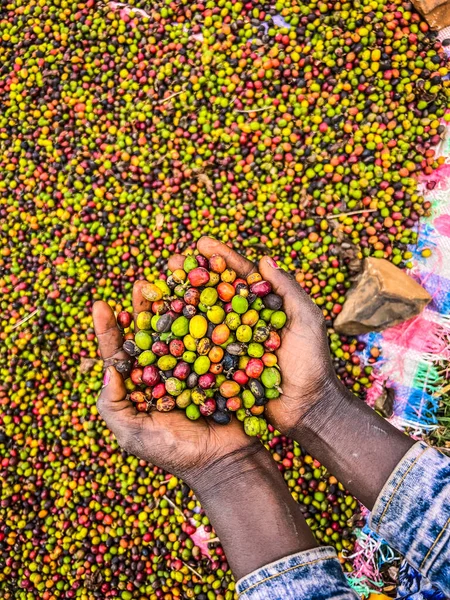 A hand holding and showing coffee cherries drying in the sun in a garden. In Ethiopia, people grow and drink the coffee they grow in their garden. Garden coffee is an Ethiopian tradition.