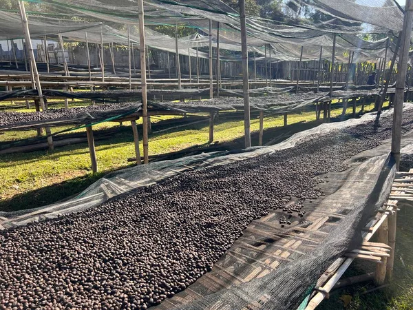 Ethiopian Coffee Cherries Lying Dry Sun Drying Station Raised Bamboo — Stockfoto
