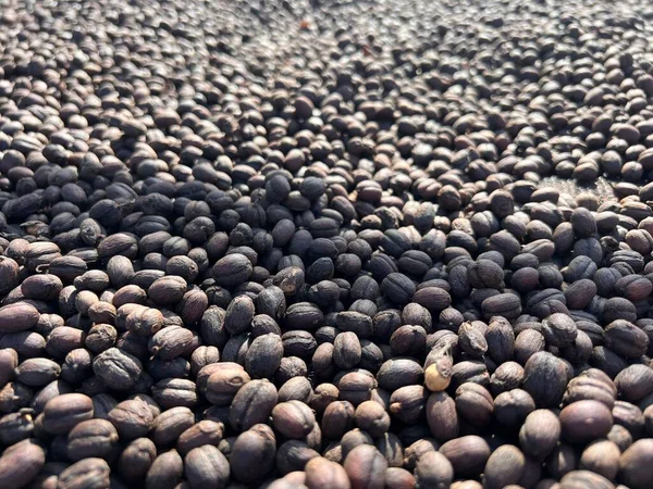 Ethiopian Dried Coffee Peel Shell Lying Dry Sun Bona Zuria — Stock Photo, Image