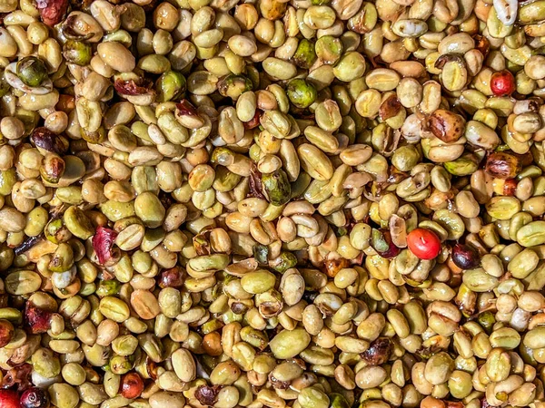 Coffee Beans Sun Drying Process Honey Process Highland Sidama Region — Stock Photo, Image