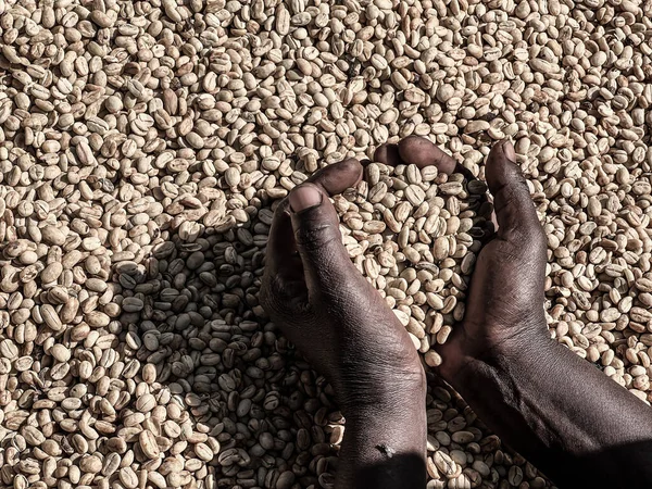 Women Hands Showing Dry Coffee Beans Sun Drying Process Honey — Stock Photo, Image