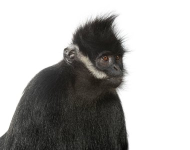head shot of a Franois langur, Trachypithecus francoisi, primate, isolated on white