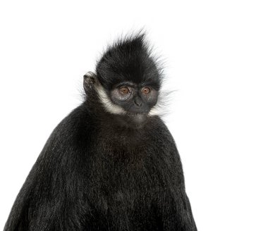 head shot of a Franois langur, Trachypithecus francoisi, primate, isolated on white