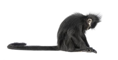 Franois langur, Trachypithecus francoisi, isolated on white