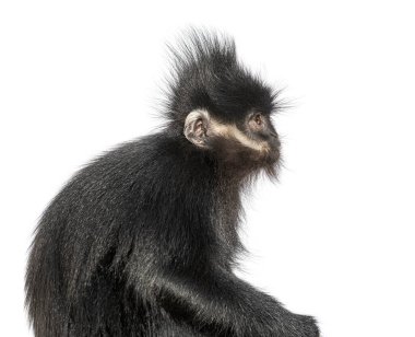 head shot of a Franois langur, Trachypithecus francoisi, primate, isolated on white