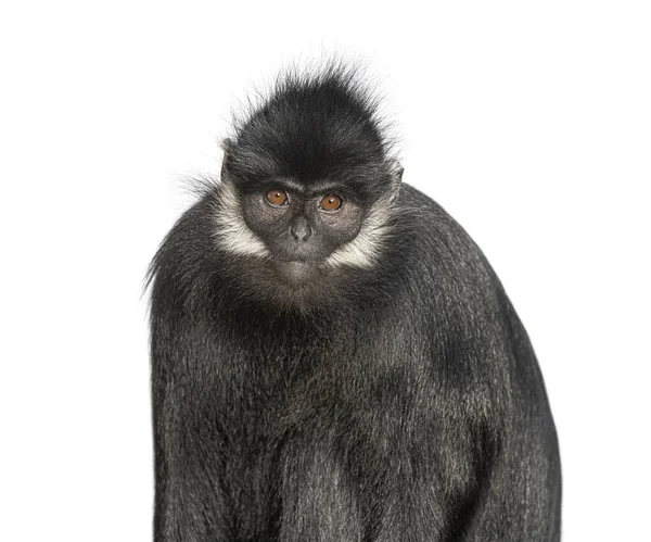 Head Shot Franois Langur Trachypithecus Francoisi Primate Isolated White — Stockfoto