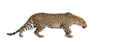 Benekli bir leoparın yürüyüşünün yan görüntüsü, Panthera pardus, beyaz üzerine izole edilmiş