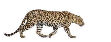 Benekli bir leoparın yürüyüşünün yan görüntüsü, Panthera pardus, beyaz üzerine izole edilmiş