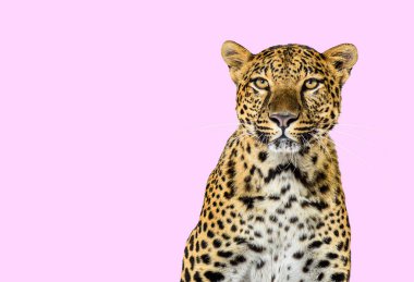 Head shot, portrait of a Spotted leopard facing at the camera on a pink background