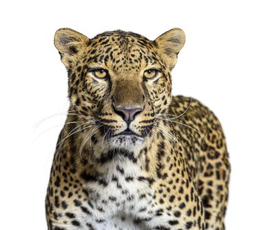 Benekli bir leoparın kafasının önünde kameraya doğru bakan görüntüsü, beyaz bir leopar.