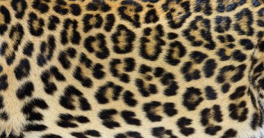 Benekli leopar kürk dokusunu kapat