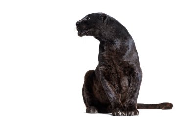 Siyah leopar, oturuyor, başka tarafa bakıyor, beyaz üzerine izole edilmiş.