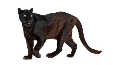 Siyah leoparın portresi gururla yürür ve uzaklara bakar, Panthera pardus, beyazlara karşı.