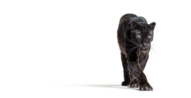Siyah leopar, panthera pardus, kameraya doğru yürüyor, Benner büyük kopya alanına sahip, beyaz üzerinde izole edilmiş.