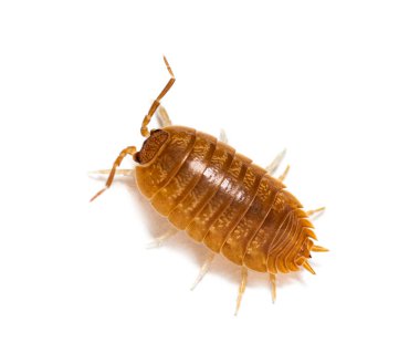 Yukarıdan Orange Woodlouse Görünümü, Porcellio Laevis, beyaz üzerine izole edilmiş.