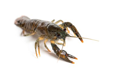 Taş kerevit, Austropotamobius torrentium, beyaz üzerine izole edilmiş.