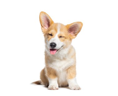Mutlu köpecik gözleri kapalı, beyaz tenli.