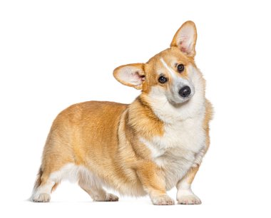 Galli Corgi Pembroke kameraya bakıyor, beyaz üzerinde izole.