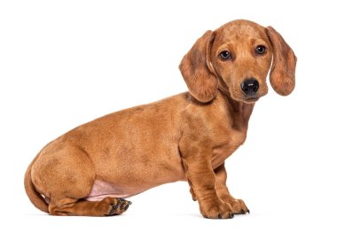 Side view on a Three months old puppy brown shorthair Dachshund dog looking at the camer, sitting , isolated on white clipart