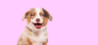 Happy three months old Puppy red merle Bastard dog cross with an australian shepherd and unknown breed isolated on pink background